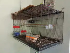 Kandang besi burung ayam kucing kelinci