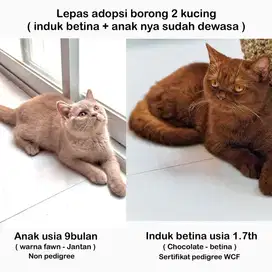 Borongan 2 kucing BSH ( induk pedigree wcf )