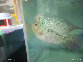 Ikan louhan dijual