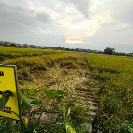 Tanah Sawah Strategis di Jombang