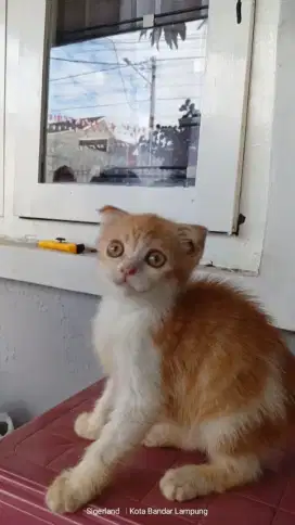 Kucing Scottish fold