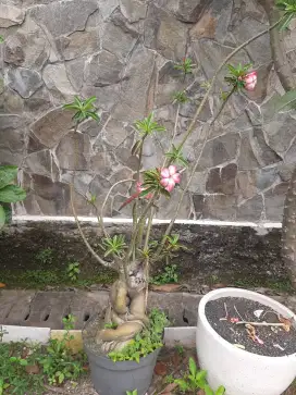Bunga Kamboja jepang
