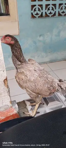 ayam betina bk cros shamo