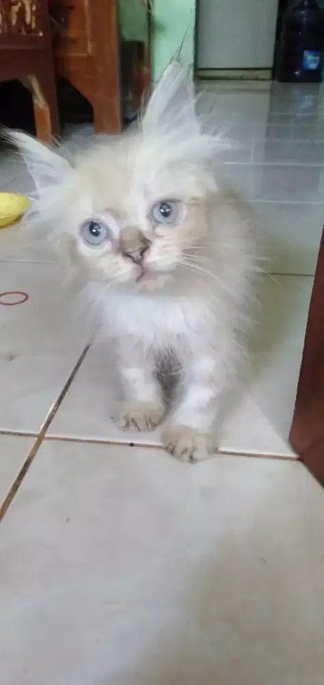 Kitten Persia medium jantan