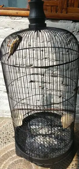 Burung manyar girpan