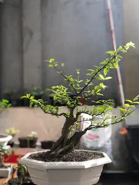 Pohon Bonsai Anting Putri