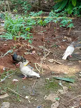 Burung dara Merpati 4 ekor