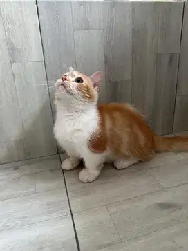 Kucing munchkin jantan