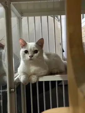 Kucing munckin jantan