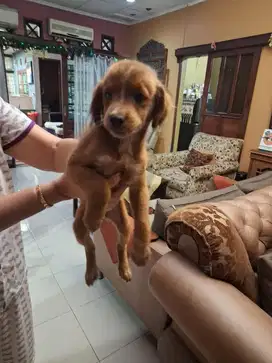 Puppy Mix Golden & Maltipoo