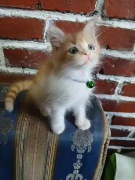 Lepas Adopsi Anak Kucing Jantan