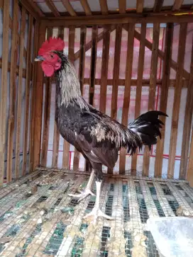 Ayam jantan kampung remaja kasih bonus