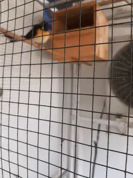 JUAL BURUNG MURAI MEDAN BETINA