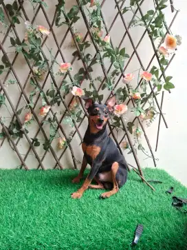 Jual pinscher jantan black and tan