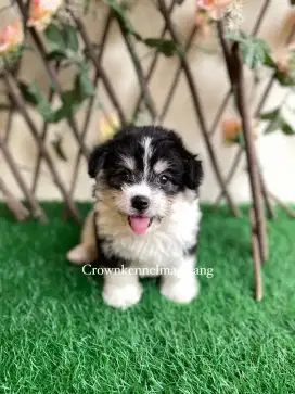 Corgi mix bichon frise bloodline import korea, bloodline champion