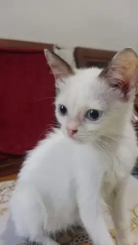 Lepas adopt kucing mix persia