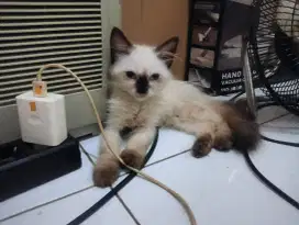 anak kucing kitten himalaya jantan