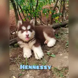 PUPPY ALASKAN MALE 2