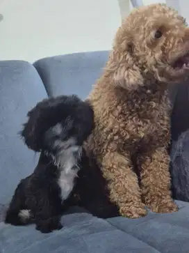 Jual anjing Poodle shitsu (shipoo) betina dob 5 Mei 2025.