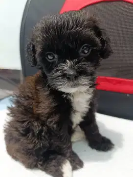 Jual anjing Poodle shitsu (shipoo) betina dob 5 Mei 2025.