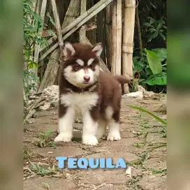 PUPPY ALASKAN MALE 4