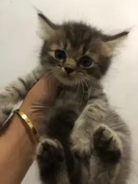 Kitten persimed bigbone jantan dan betina