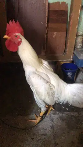Ayam jago silang