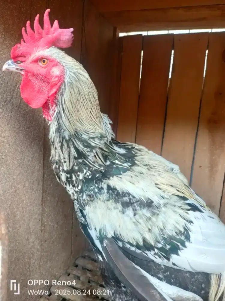 Peternakan ayam pelung bandung