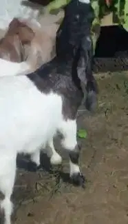 5 ekor cempe kambing etawa 3-4 bulanan 2 jantan 3 betina siap ternak