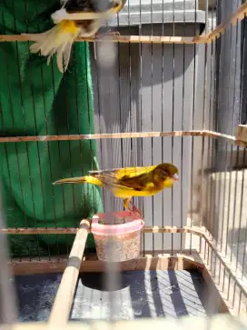 Burung kenari sepasang afs x f1sf