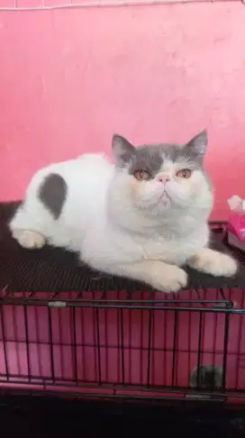 Kucing persia peaknose exotic shorthair