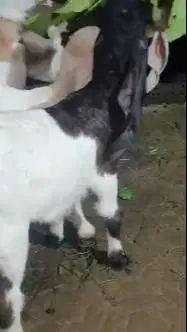 5 ekor anakan kambing etawa 3-4 bln 2 jantan 3 betina siap budidaya ok