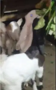 5 ekor bibit anakan kambing etawa 3-4 bln 2 jantan 3 betina ternak top