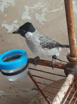 Burung kutilang / cangkurileng