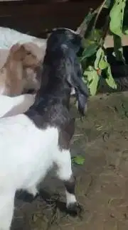 5 ekor cempe anakan kambing etawa 3-4 bln 3 betina 2 jantan ternak top