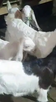 5 ekor anakan kambing etawa 3-4 bln 2 jantan 3 betina siap ternak puas