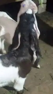 5 ekor cempe anakan kambing etawa 3-4 bln 2 jantan 3 betina pas ternak