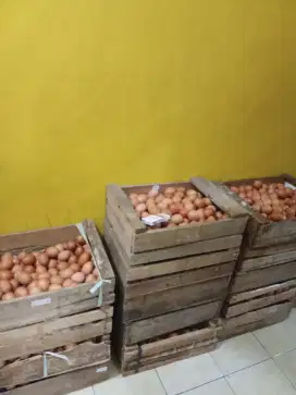 Telur horen harga terbaru