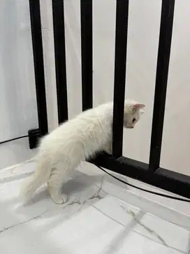 Kucing Persia 3 Bulan Jantan