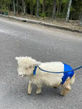 Anak Domba merinoo putih