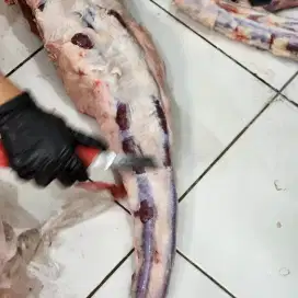 Karyawan utk ruang produksi daging