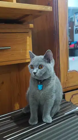 British shorthair Blue 5Bulan +