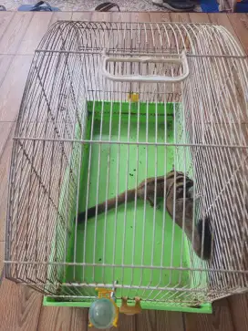 SUGAR GLIDER 1 PASANG
