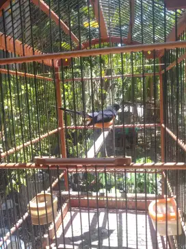 Burung murai batu. Asli Aceh.