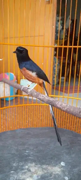 Burung Murai batu