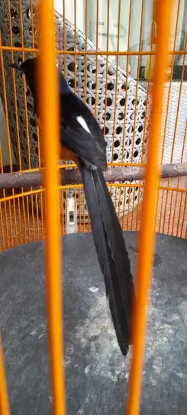 Burung Murai batu
