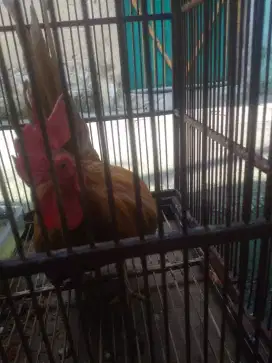 AYAM KATE HIASAN PELIHARAAN