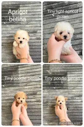 Apricot poodle jantan dan betina