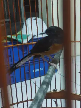 Murai betina siapan produksi.