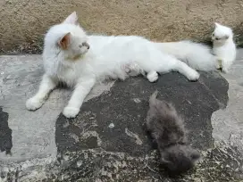 KAMDANG KUCING PLUS KUCING